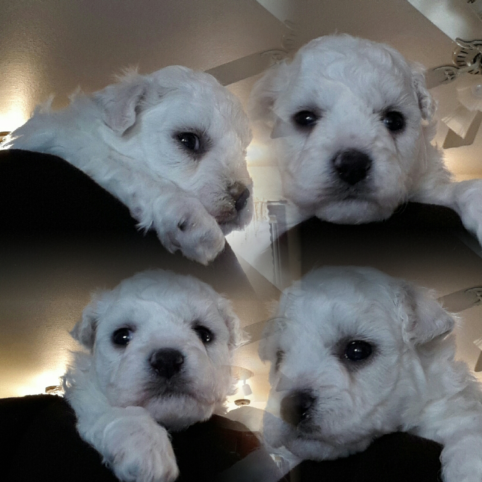 Bichon Frise puppy