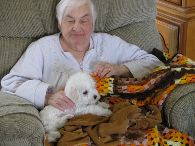 Bichon Therapy puppy