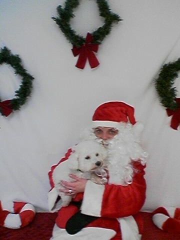 Bichon Frise therapy dog