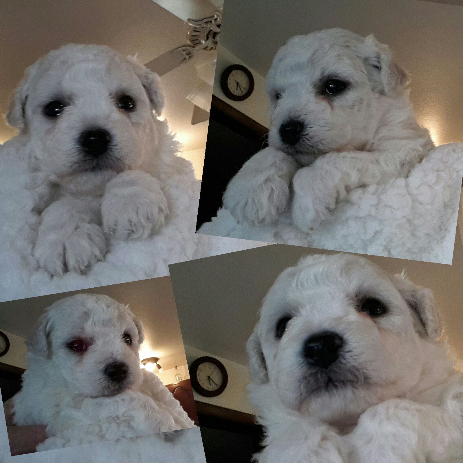 AKC Registered Bichon Frise puppies