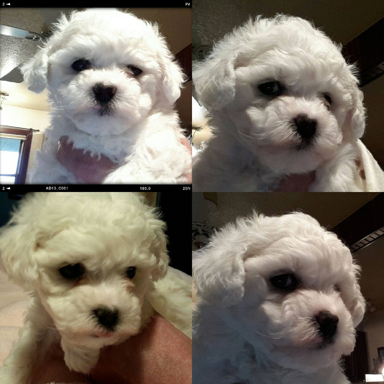 Akc bichon frise puppies for cheap sale