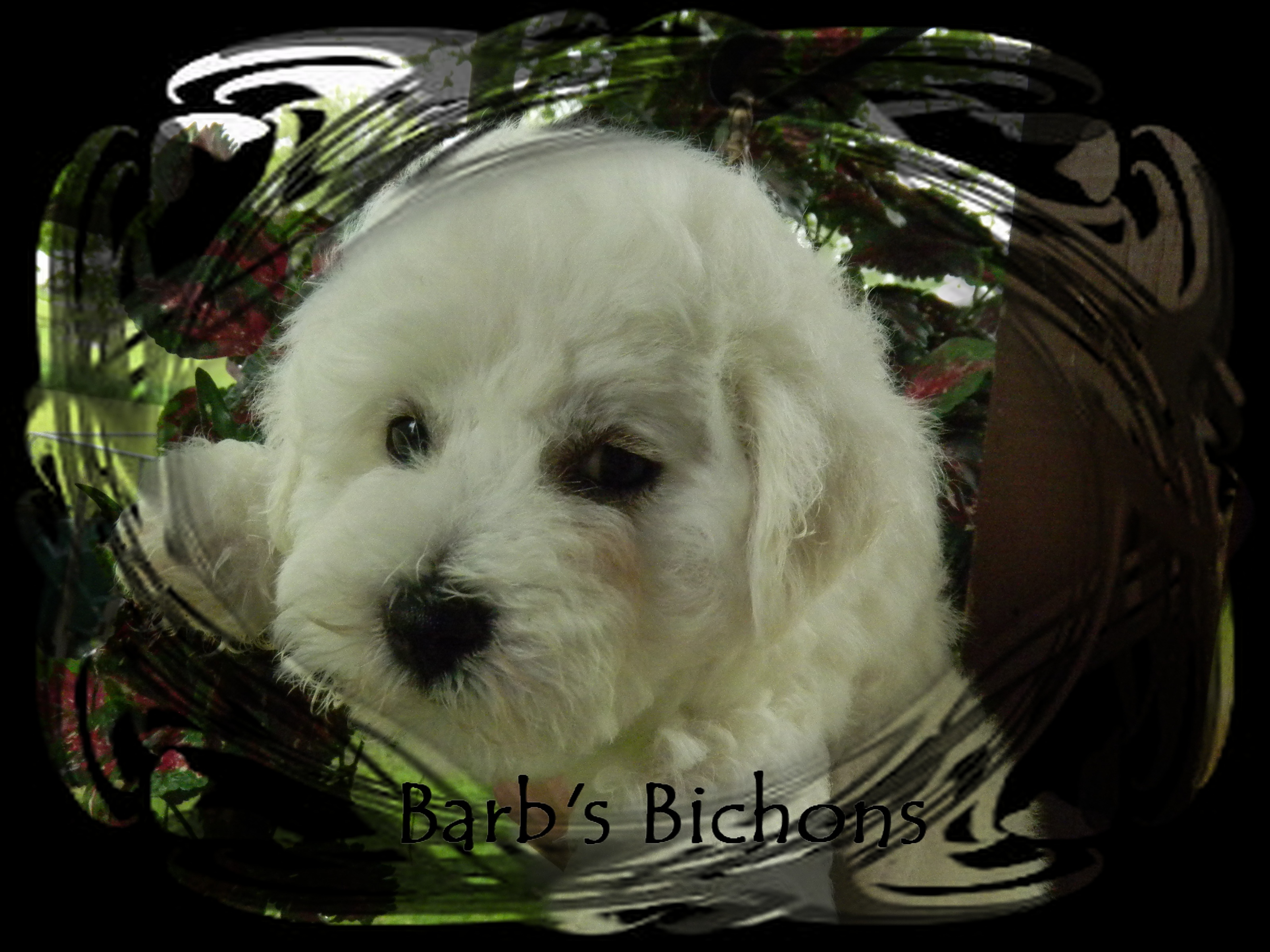 Bichon Frise puppy Champion bloodlines